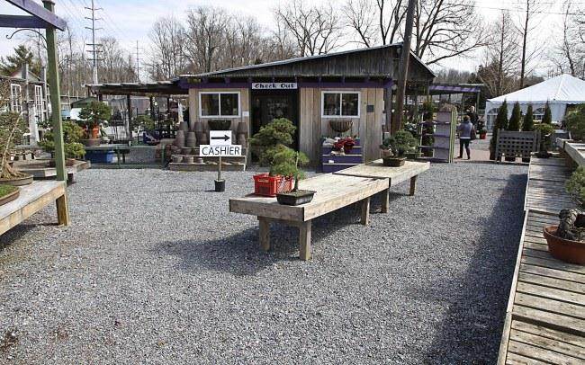 意大利的世界级盆景专业人士经常前往肯尼特广场