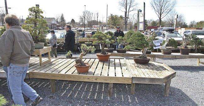 意大利的世界级盆景专业人士经常前往肯尼特广场