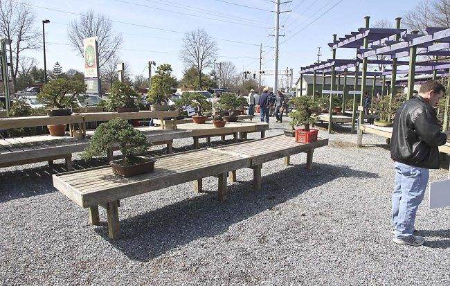 意大利的世界级盆景专业人士经常前往肯尼特广场