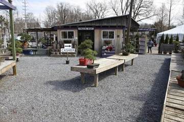 意大利的世界级盆景专业人士经常前往肯尼特广场