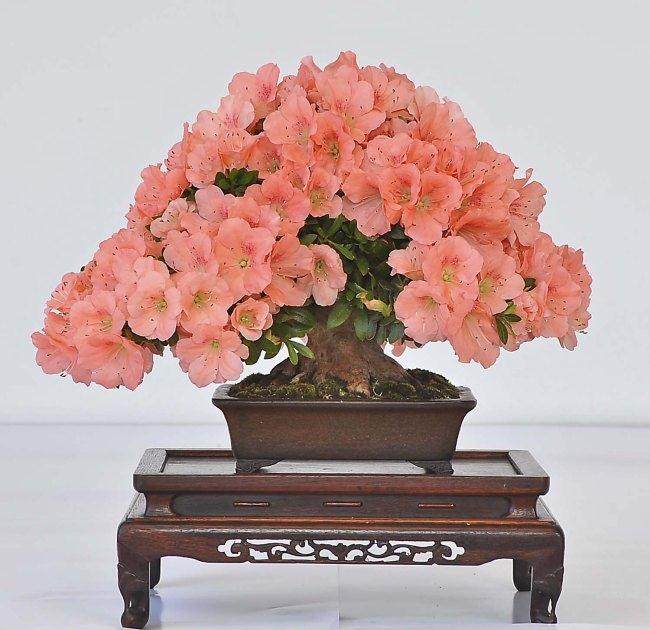 你喜欢小月杜鹃花盆景吗?