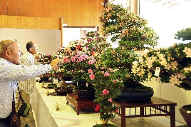 你喜欢小月杜鹃花盆景吗?