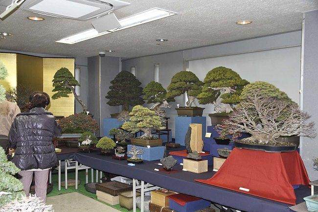 日本盆景上野盆景绿色俱乐部销售区