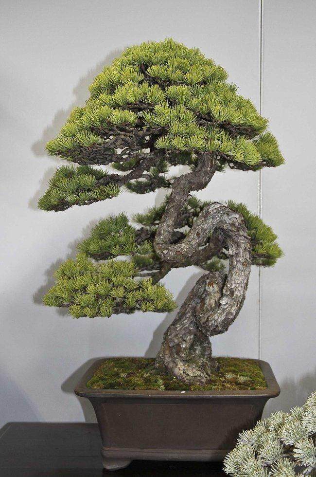 日本盆景上野盆景绿色俱乐部销售区