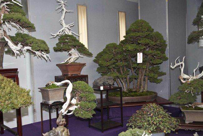 日本盆景上野盆景绿色俱乐部销售区