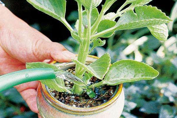 给盆景浇水时候点的简单判断