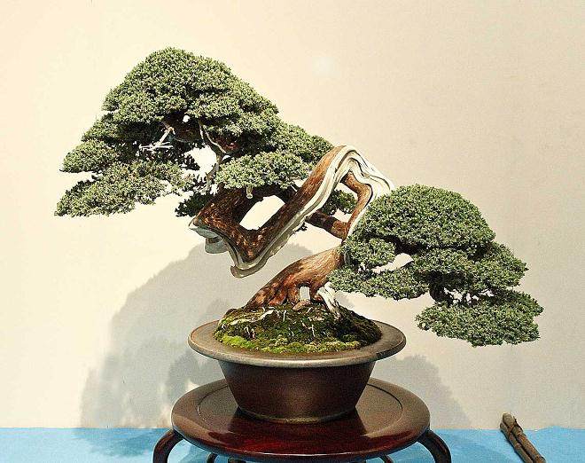 2014年 第88届东京国府盆景展 - 第2部分