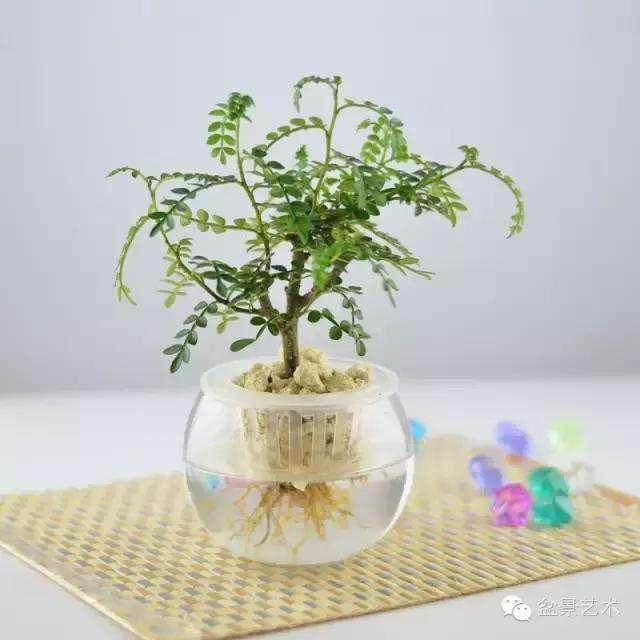 微型榕树盆景的无土栽培