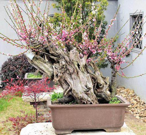 誉梅桩的第五种造型方案