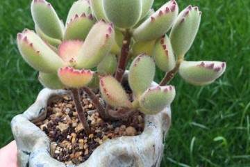 生活中不虚度光阴 养好我的多肉植物