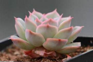 景天科莲花掌属多肉植物的特性设置温度