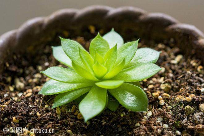 制作多肉植物 需要哪些材料?