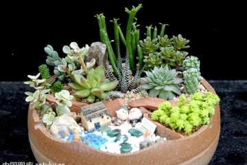 现如今 很多人喜欢养多肉植物 图片