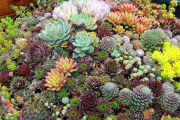 为什么要将多肉植物放到室外露养