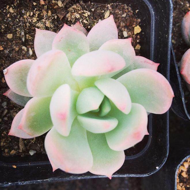 以我的经验 阳台植物首先推荐多肉