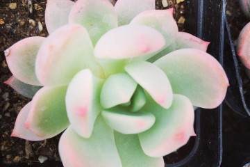 以我的经验 阳台植物首先推荐多肉 图片