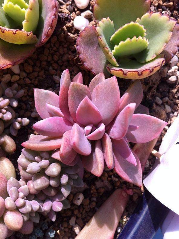 光照对多肉植物生长着色的影响