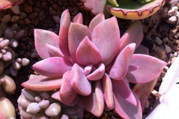 光照对多肉植物生长着色的影响 图片