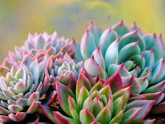 多肉微景观的植物类型