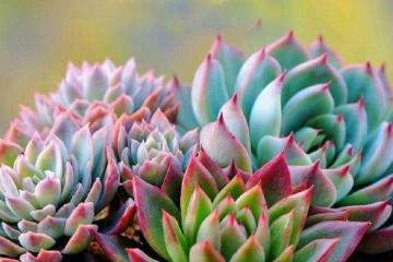 多肉微景观的植物类型有哪些 图片