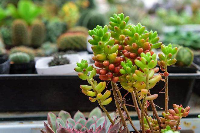 水景植物和多肉植物微景观的容器创意空间较大