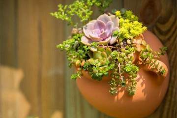 生态瓶微景观有别于水景植物和多肉植物微景观