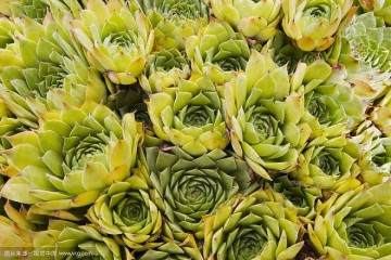 胖仔多肉小盆栽的市场分析 图片