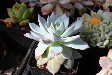 郑州多肉植物产业的发展历程 图片