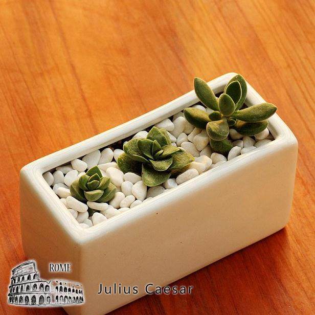 郑州多肉植物产业发展的历程与现状