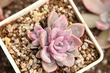 墙上许许多多的小袋子里种着一棵棵多肉植物