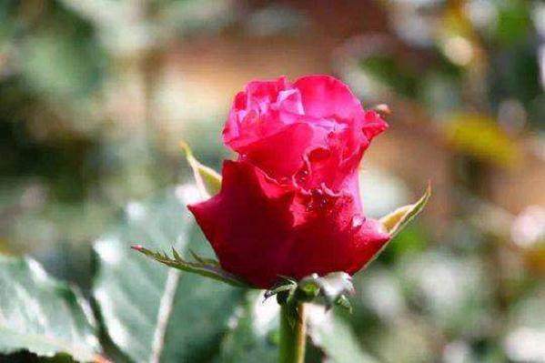 四川政企联手助推攀枝花盐边花卉产业发展