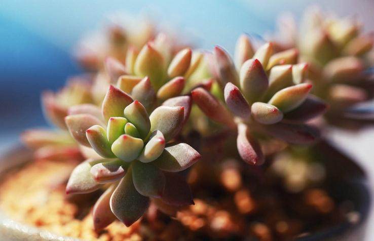 首届中国多浆多肉植物展在山东青州举办