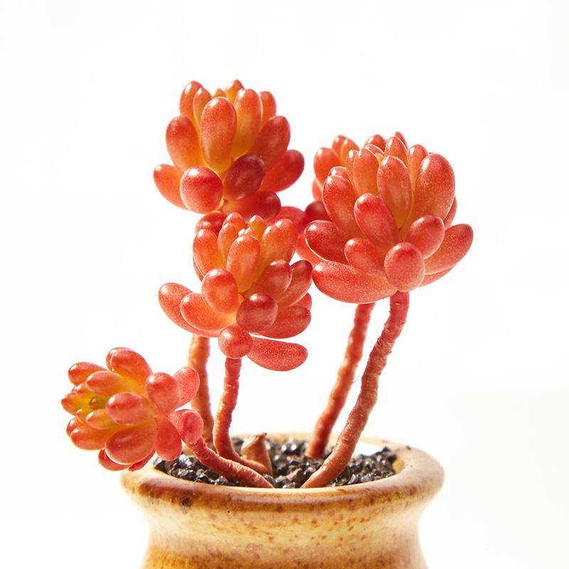 首届中国多浆多肉植物展在山东青州举办