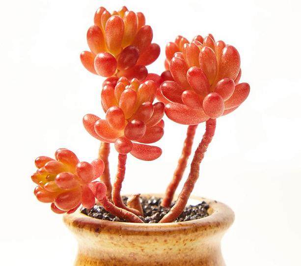 首届中国多浆多肉植物展在山东青州举办