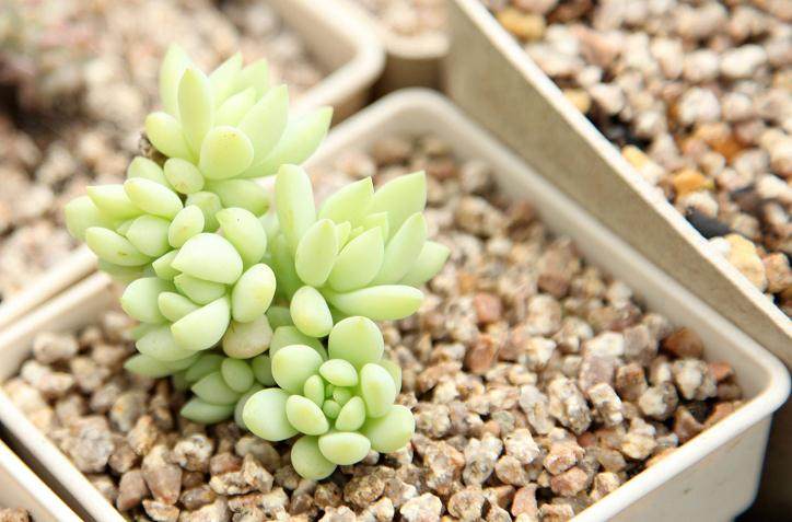 郑州多肉植物产业现状与分析