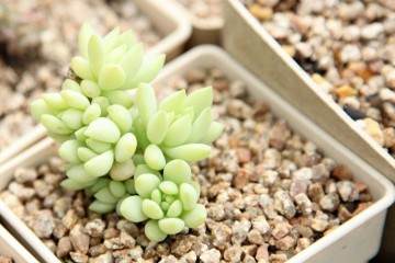 郑州多肉植物产业现状与分析 图片