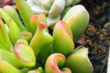 多肉植物在郑州城市绿化方而的应用