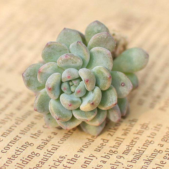  植物生长调节剂对景天科多肉植物叶插的影响