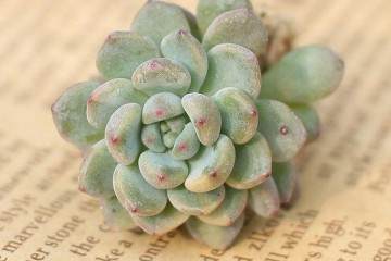 植物生长调节剂对景天科多肉植物叶插的影响