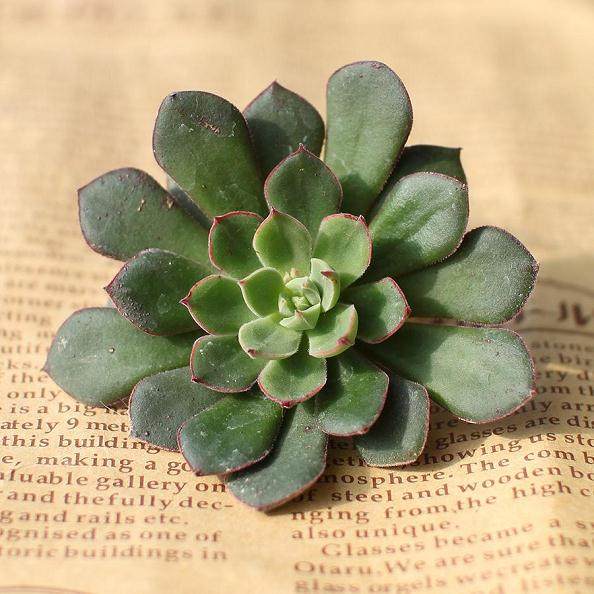  植物生长调节剂对景天科多肉植物叶插的影响