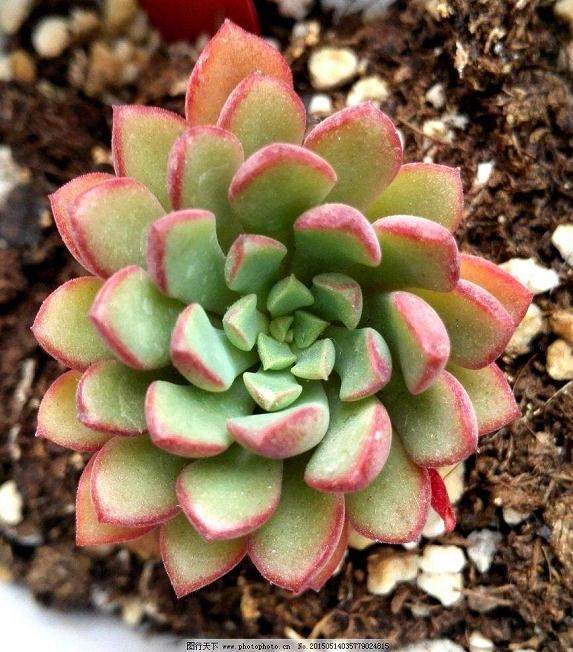 对不同品种景天科多肉植物叶插繁殖影响试验