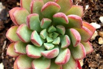 对不同品种景天科多肉植物叶插繁殖影响试验