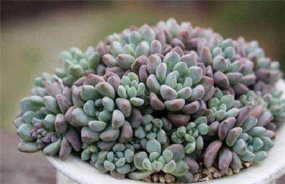 对不同品种景天科多肉植物叶插繁殖影响试验