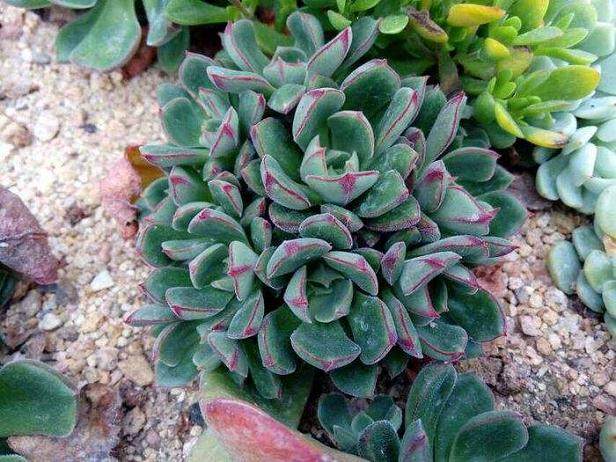 植物生长调节剂对景天科多肉科植物扦插效应