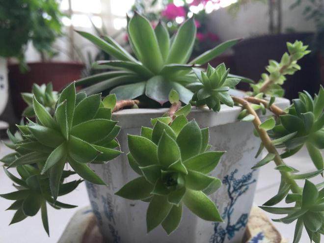 植物生长调节剂对景天科多肉科植物扦插效应