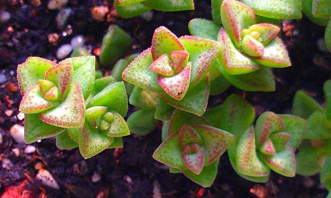 多肉人工授粉和采收种子的过程