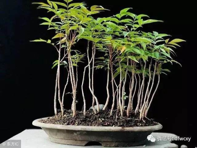 盆景基本树型:多干型与丛林型