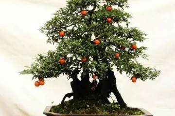 养护金弹子盆景叶子的6个步骤