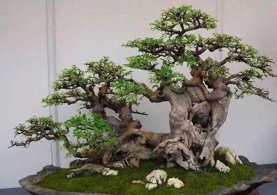 榕树盆景的造型的3个注意事项