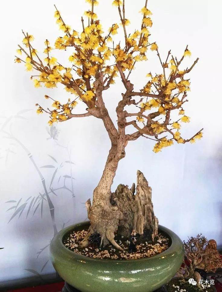 腊梅盆景的培育和繁殖方法有哪些?